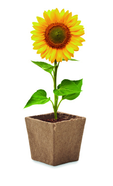 Logotrade advertising products photo of: Sunflower growing kit