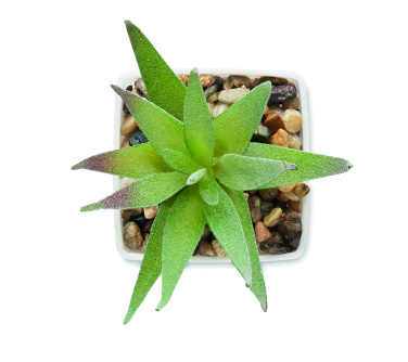 Logotrade promotional giveaway picture of: Mini artificial plant