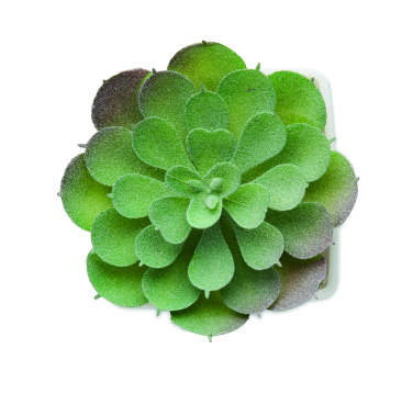 Logotrade promotional gift picture of: Mini artificial plant