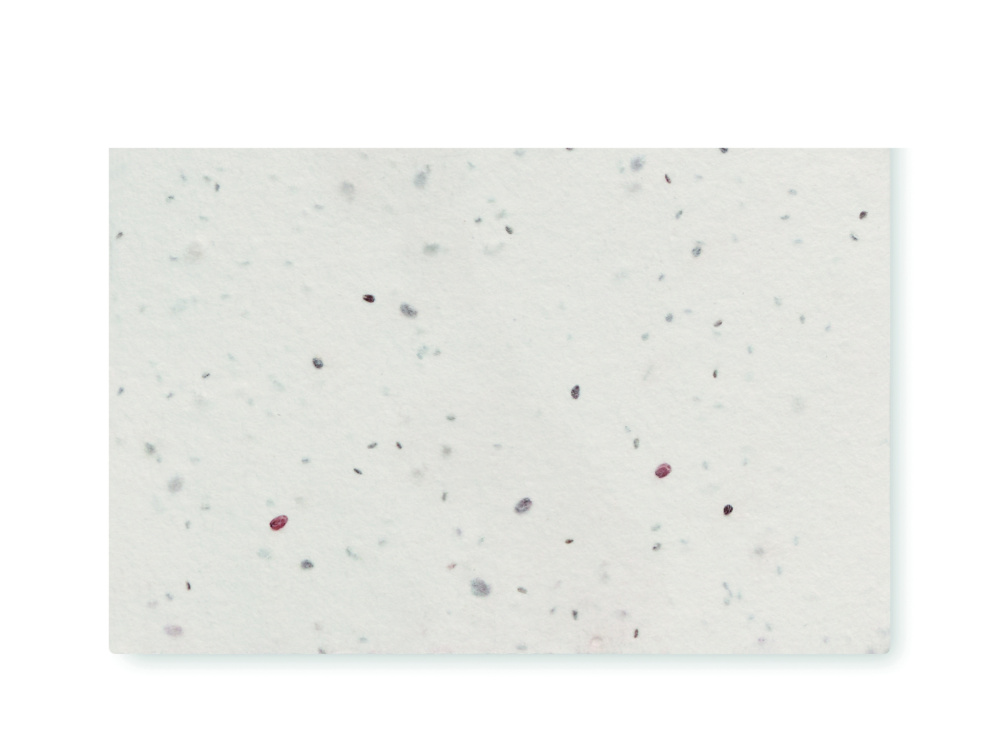 Logotrade promotional giveaway picture of: Wildflower seed business card.