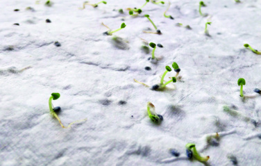 Logo trade firmakingitused foto: ASIDA Seemnepaberist visiitkaart