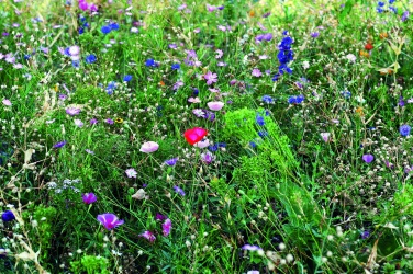 Logotrade mainoslahjat kuva: Kukkien siemeniä